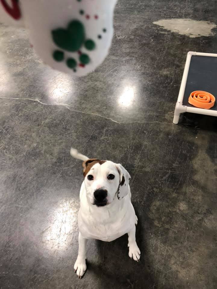 PAWS AT PLAY DOG DAYCARE Updated September 2024 11 Photos 3808 97