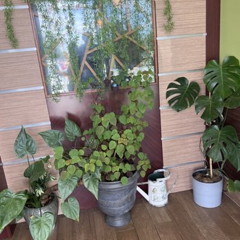 T Jin China Diner - Entry way! You walk into beautiful greenery! I love this - Chinese Near Me - Spring, Texas T Jin China Diner - Entry way! You walk into beautiful greenery! I love this - Chinese Near Me - Spring, Texas