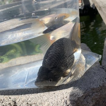 Genki Koi - Local Fish Stores Near Me - San Jose, California
