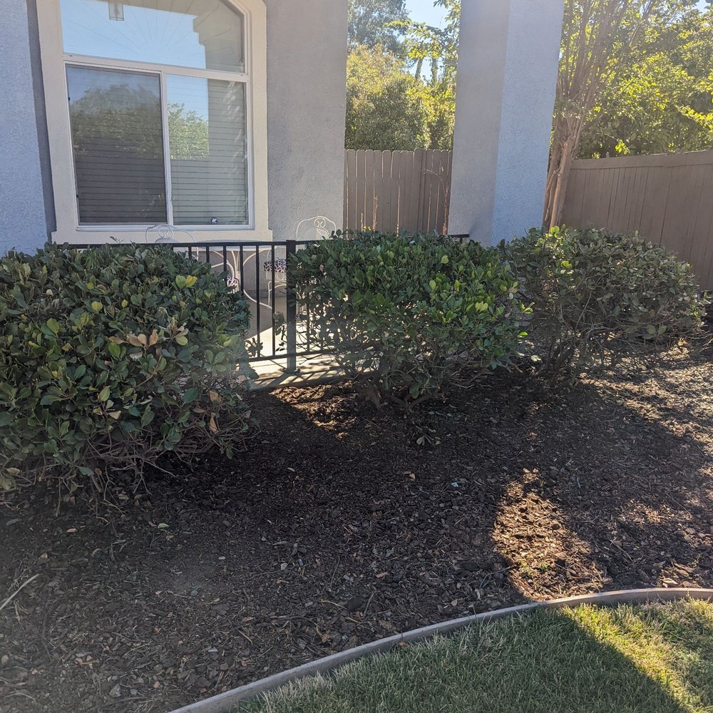 Harry's Landscaping and Maintenance - Trimmed bushes and clear area around them - Landscaping Near Me - Sacramento, California