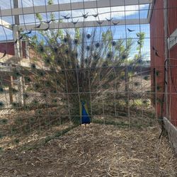 Stony Falls Mini Golf - Peacock