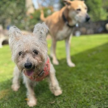Paw Patch Daycare and Lodge - Pet Boarding Near Me Paw Patch Daycare and Lodge - Pet Boarding Near Me