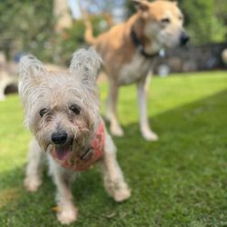 Paw Patch Daycare and Lodge