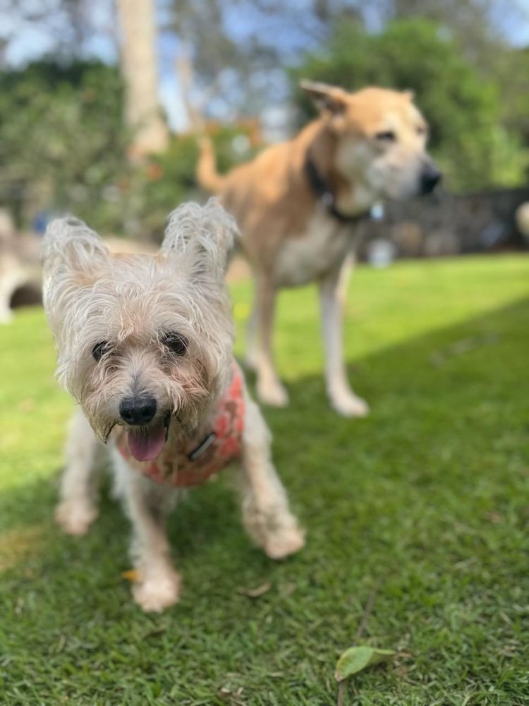 Paw Patch Daycare and Lodge - pet boarding facility in Honolulu, HI