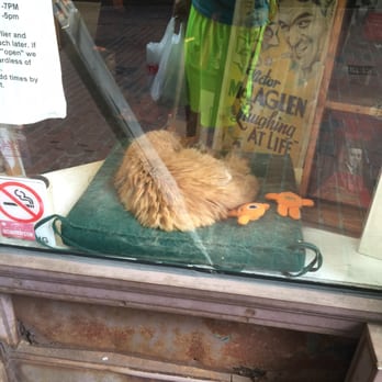 Commonwealth Books - Dusty the resident cat - Bookstores Near Me - Boston, Massachusetts