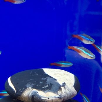 PetSmart - More examples of small ich spots on fish. - Pet Stores Near Me - Santa Cruz, California PetSmart - More examples of small ich spots on fish. - Pet Stores Near Me - Santa Cruz, California