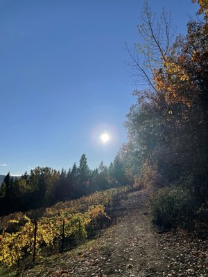 Hiyu Wine Farm by null