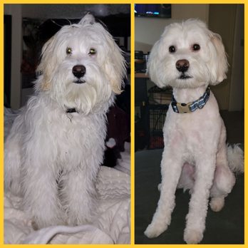 Paw Paw Pet Grooming - A gorgeous hippie to a stylish, handsome gent! - Pet Groomers Near Me - Alhambra, California Paw Paw Pet Grooming - A gorgeous hippie to a stylish, handsome gent! - Pet Groomers Near Me - Alhambra, California