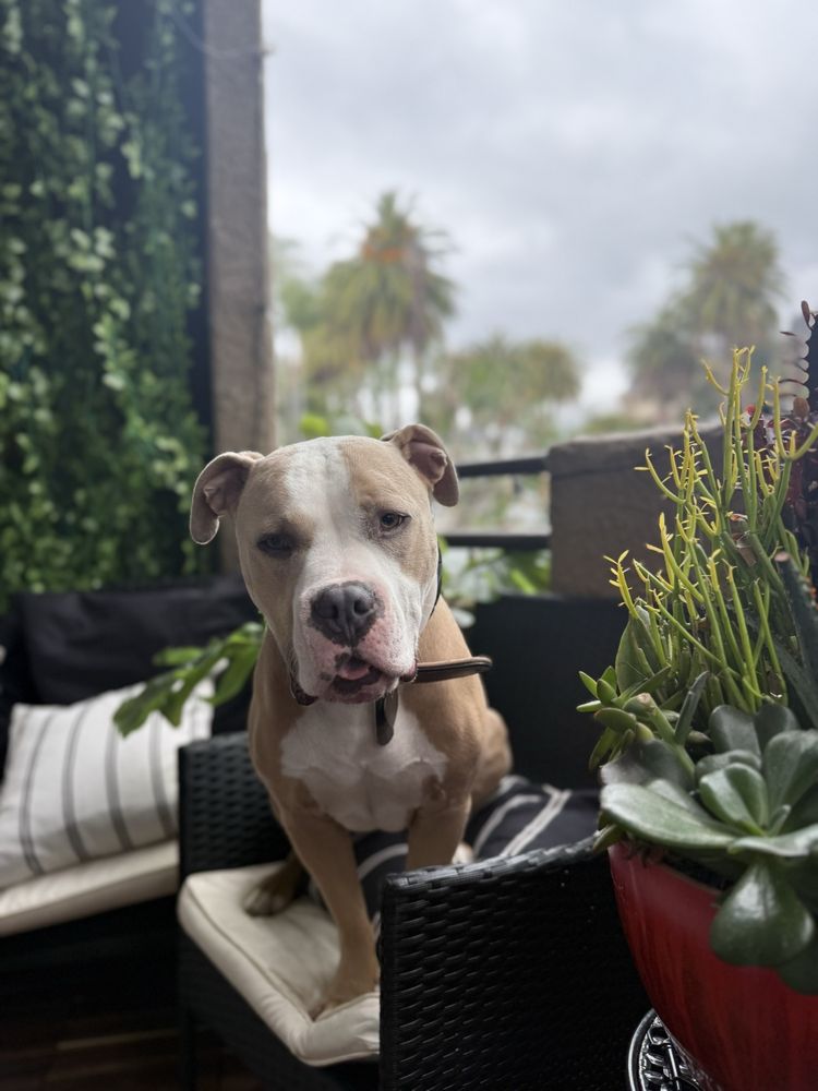 Duke’s Doggy Daycare - pet boarding facility in Los Angeles, CA