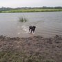 Photo of Dog Park