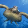 Photo of Sammy Scuba Diving