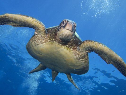 Go Scuba Diving - No Experience necessary. Get you and your family Scuba Diving Go Scuba Diving - No Experience necessary. Get you and your family Scuba Diving