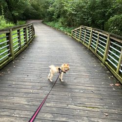 Camp Creek Greenway Trail - Happy puppy