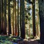 Umbrella Falls Trail