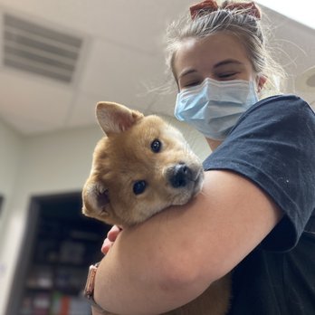 Buckingham-Plano Road Veterinary Clinic - Veterinarians Near Me - Richardson, Texas Buckingham-Plano Road Veterinary Clinic - Veterinarians Near Me - Richardson, Texas