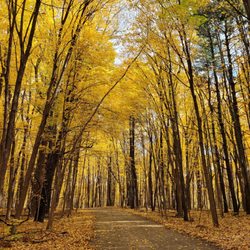 Maybury State Park