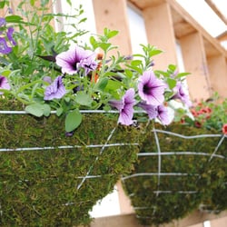 Flowerbuds Greenhouse