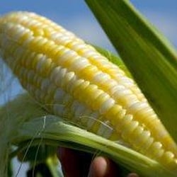Schiltgen Farms - Non-GMO Bi-Color Sweet Corn