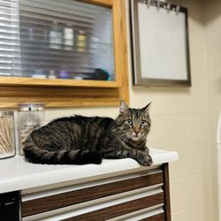 Skyline Veterinary Hospital