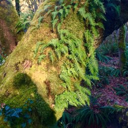 Mossy beauty on the trail Mossy beauty on the trail