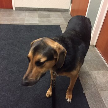 SAGE Veterinary Centers - Concord - Nervous patient!! - Veterinarians Near Me - Concord, California