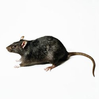 Premier Pest Services - Pest Control Near Me Premier Pest Services - Pest Control Near Me