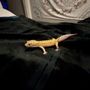 Photo of Curious Creatures