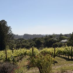 Anatum Winery - Grapes for days.