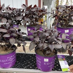 Van Wilgen's Garden Mart
