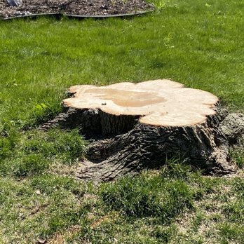 Tonner Bros Tree Service - The after....the stump left of my former maple tree - Tree Services Near Me