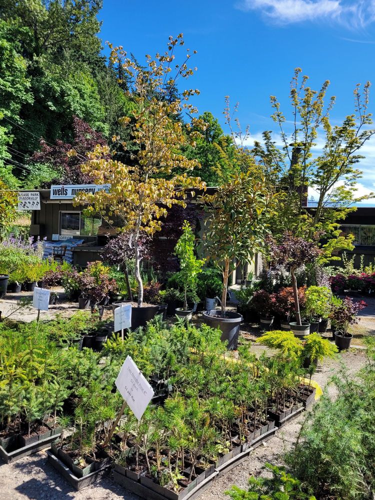 WELLS NURSERY Updated September 2024 1201 Blodgett Rd, Mount Vernon, Washington Nurseries