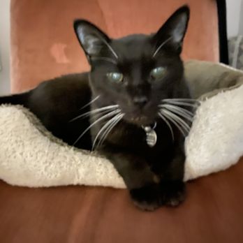 Scenic Acres Veterinary Clinic - Veterinarians Near Me - Calgary, Alberta Scenic Acres Veterinary Clinic - Veterinarians Near Me - Calgary, Alberta