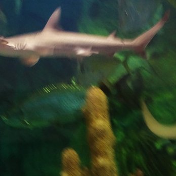 Shedd Aquarium - Aquariums Near Me - Chicago, Illinois