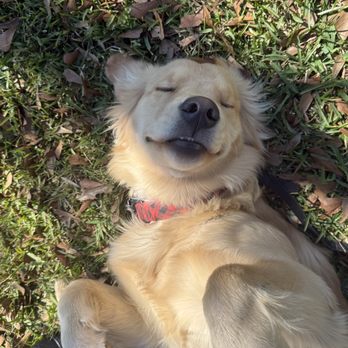 Dawg Tawk K9 - Pet Training Near Me