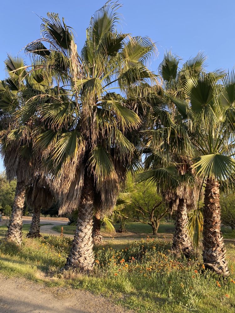 HUGHSON ARBORETUM & GARDENS Updated August 2024 27 Photos 2490