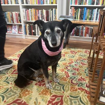Possible Futures - Dog - Bookstores Near Me - New Haven, Connecticut Possible Futures - Dog - Bookstores Near Me - New Haven, Connecticut