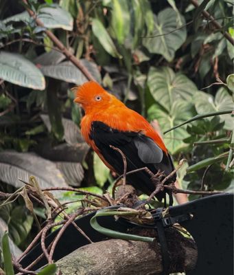 Woodland Park Zoo by null