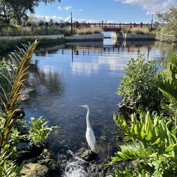 Ulele - Water & wildlife - New American Near Me - Tampa, Florida