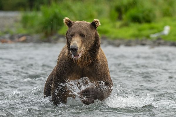 Expeditions Alaska by null