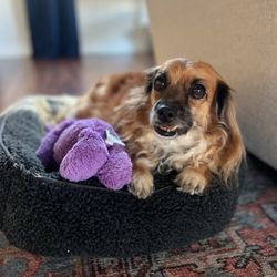 The Martinez Dog Mother - Skooter