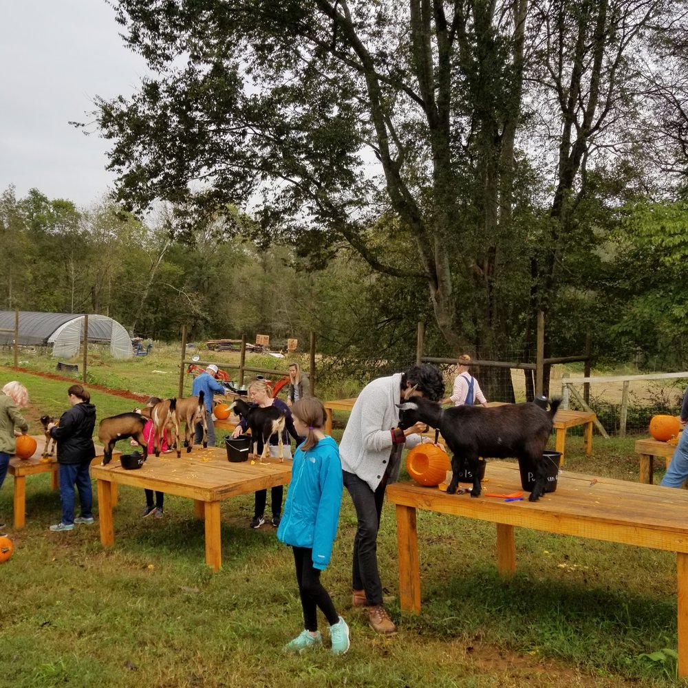 Spring Haven Farm - carving pumpkins with goats! - Farms Near Me - Chapel Hill, North Carolina Spring Haven Farm - carving pumpkins with goats! - Farms Near Me - Chapel Hill, North Carolina