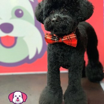 Stylish Pooch - Mobile Dog Grooming Service - Pet Groomers Near Me Stylish Pooch - Mobile Dog Grooming Service - Pet Groomers Near Me