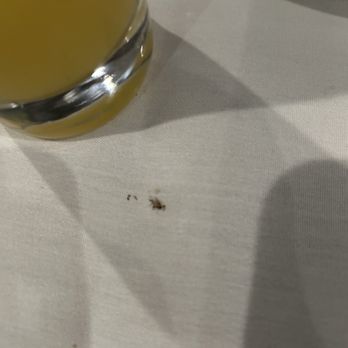 Acqua e Farina - Fruit fly that I killed - Italian Near Me - Hayward, California