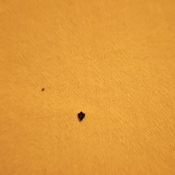 The Corners Mansion - Unknown debris in the bedsheets.