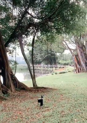 Jurong Lake Gardens by null