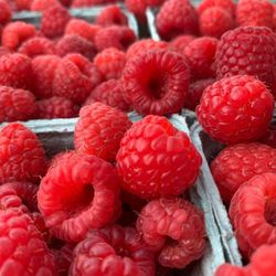 Pedrick Produce - Organic too!