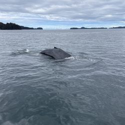 Coldwater Alaska - Whale