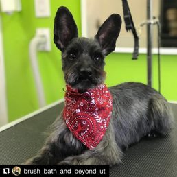 Nothing makes a mother more proud than seeing her dog on Instagram looking dapper. Nothing makes a mother more proud than seeing her dog on Instagram looking dapper.