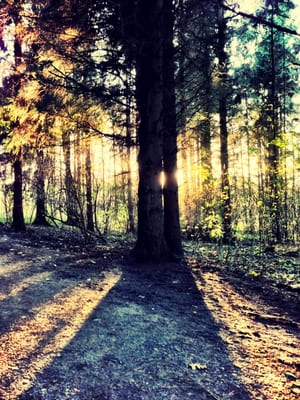 Het Amsterdamse Bos by null