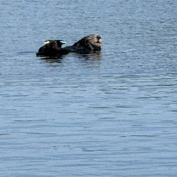 Monterey Bay Eco Tours - Otter - Boat Tours Near Me - Moss Landing, California Monterey Bay Eco Tours - Otter - Boat Tours Near Me - Moss Landing, California